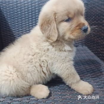 一直想养狗狗,又怕随便在路边买的又不放心,什么保障都