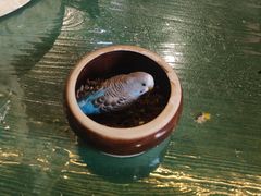 -深圳鸟咖鹦花岛