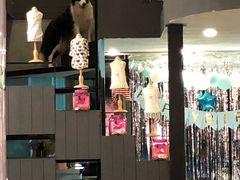 -百好乐宠物友好餐厅(朝外大街店)