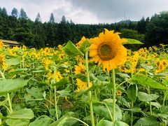 -武陵山森林公园