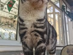 -猫小院猫主题咖啡厅(北锣店)