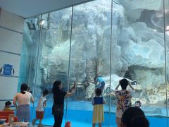 -帝企鹅自助餐厅•儿童岛•真企鹅(长隆企鹅酒店)