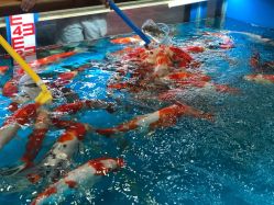 -宝贝王(许昌店)