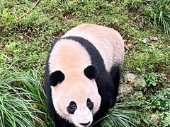 -都江堰中华大熊猫苑
