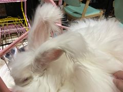 -猫色咖啡·猫咖