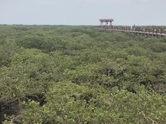 -北海金海湾红树林生态旅游区