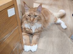 -MOCHA明星猫咖(田子坊店)