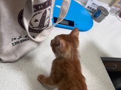 -顺强宠物诊所·狂犬免疫·夜诊·骨科(嘉定店)