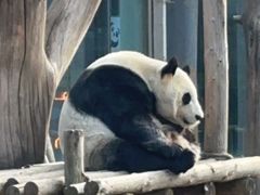 -沈阳森林动物园