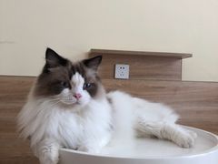 -滚猫咖啡·猫咖·猫友好撸猫(未来城店)