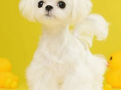 -萌宠之家·腊肠犬·马尔泰·小体犬舍