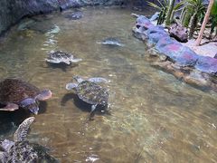 -北海海底世界