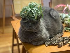 -Rabbit Cafe私房西餐甜点咖啡(栖霞路店)