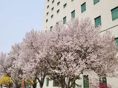-北京九华山庄会展酒店