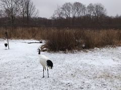 -钏路市丹顶鹤自然公园
