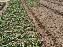 -前小桔亲子创意农场·草莓采摘·露营烧烤