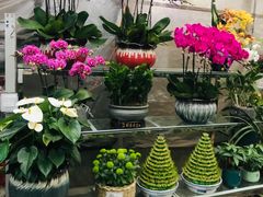 -金陵花卉交易市场
