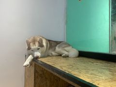 -Husky Go! 哈士奇体验馆·宠物咖啡厅狗咖