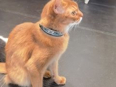 -猫小院猫主题餐厅(南锣旗舰店)
