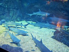 -烟台海昌鲸鲨海洋公园