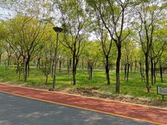 -大兴滨河森林公园