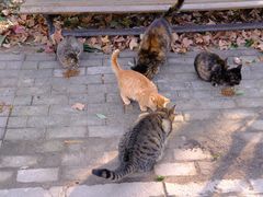 -上海共青森林公园