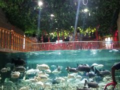 -成都浩海立方海洋公园