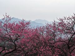 -新建村梅花