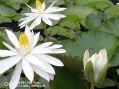 -四海公园(南山区)