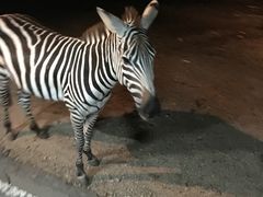 -清迈夜间动物园