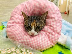 -凯特喵百思猫专科医院