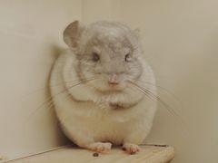 -龙猫仔乐园(惠福东路店)