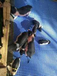 -萌宠亲子动物乐园(槐房万达店)