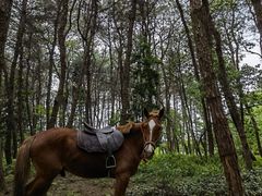 -铁山坪森林公园