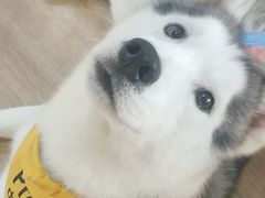 -Husky Go! 哈士奇体验馆·宠物咖啡厅狗咖