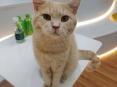 -COLOR PETS 撸猫馆·购猫·猫咖(长风大悦城店)
