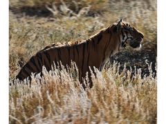 -新疆天山野生动物园