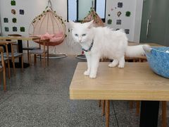 -绒爪撸猫下午茶·猫咖