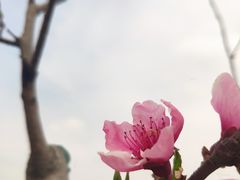 -西青郊野公园