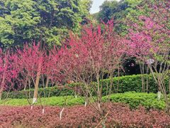 -重庆彩云湖湿地公园