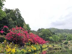 -深圳仙湖植物园