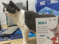 -瑞派宠物医院·内科·软组织·绝育中心(沈阳八纬路分院)
