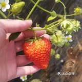 最后摘了这么一小筐，老板说1斤要60