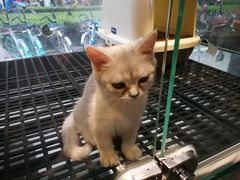 -爱宠屋pet shop·宠物洗澡·宠物美容