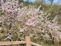-香山公园