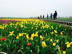 -枫林花海