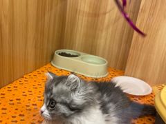 -欣宠猫屋·矮脚拿破仑·蓝金金渐层