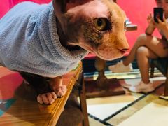 -猫色咖啡·猫咖