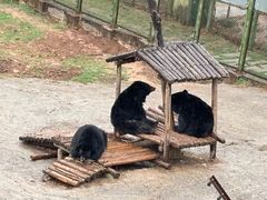 -青藏高原野生动物园