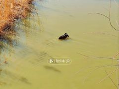 -南海子公园